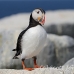 puffin_atlantic_msi_h_0798_can1827.jpg